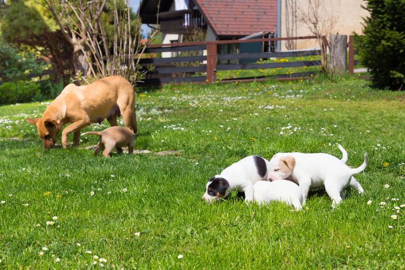 dog with puppies in the grass
