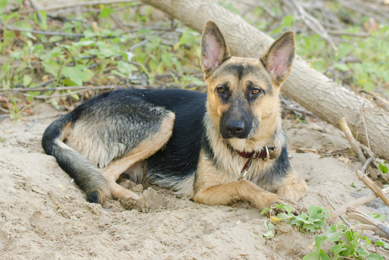dog laying in the sand